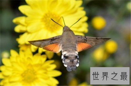 【图】网络十大神兽 除草泥马以外你还知道哪个