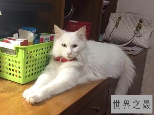 【图】世界上最陈旧的猫品种安哥拉猫 来源于16世纪的