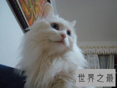 【图】世界上最陈旧的猫品种安哥拉猫 来源于16世纪的