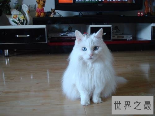 【图】世界上最陈旧的猫品种安哥拉猫 来源于16世纪的