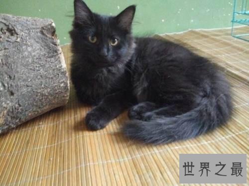 【图】世界上最陈旧的猫品种安哥拉猫 来源于16世纪的