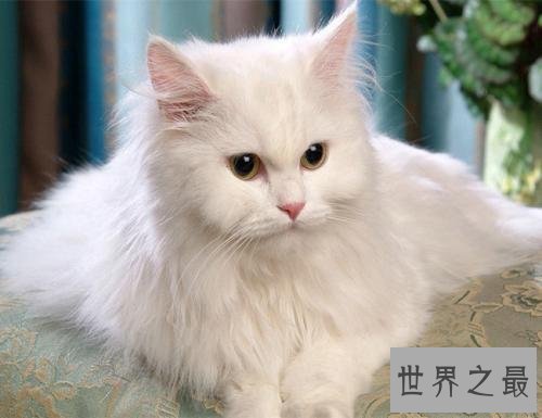 【图】世界上最陈旧的猫品种安哥拉猫 来源于16世纪的