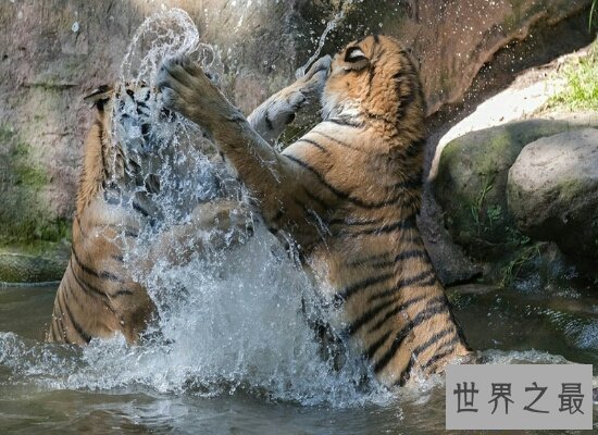 【图】世界上体重最大的肉食性猫科动物西伯利亚虎 全