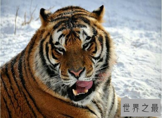 【图】世界上体重最大的肉食性猫科动物西伯利亚虎 全