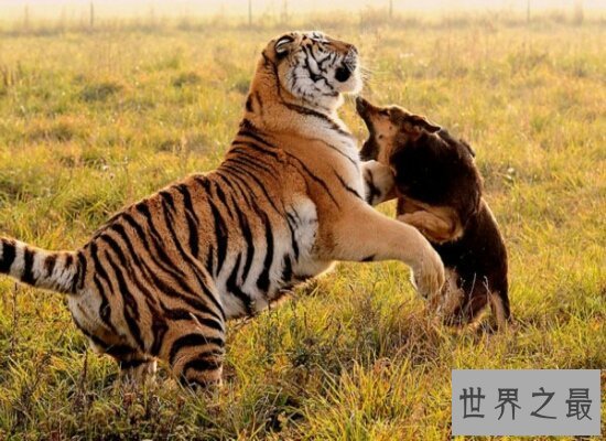 【图】世界上体重最大的肉食性猫科动物西伯利亚虎 全