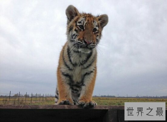 【图】世界上体重最大的肉食性猫科动物西伯利亚虎 全