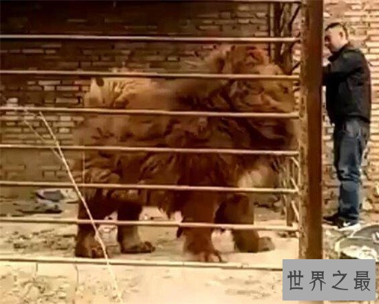 【图】大开眼界纯种藏獒居然这么大只 比成人高半头