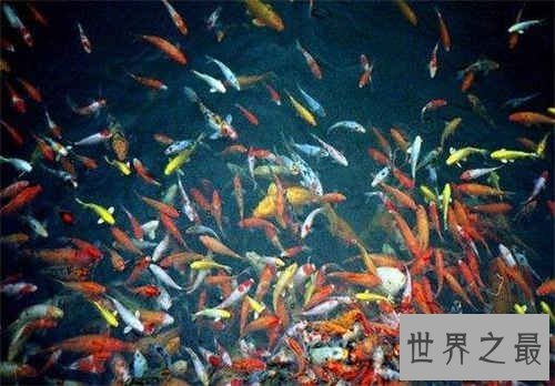 【图】梦见抓鱼是什么意思 梦见抓鱼具体解梦剖析