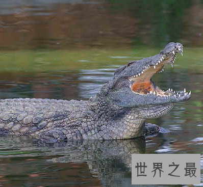 【图】食物链最顶端的湾鳄 曾帮英国队吃掉了日本军人