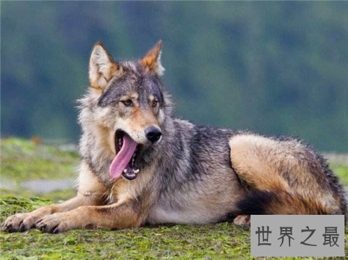 【图】最大犬科是哪种动物 海德尼上犬高度超过一米