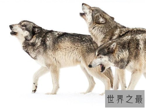 【图】最大犬科是哪种动物 海德尼上犬高度超过一米