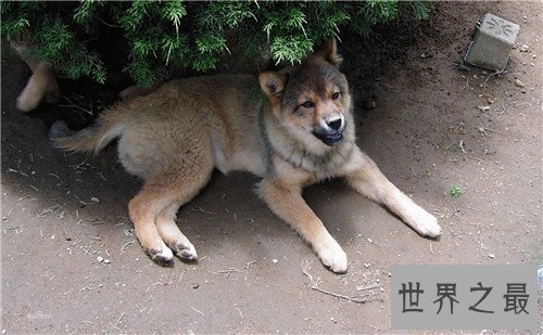 【图】最大犬科是哪种动物 海德尼上犬高度超过一米