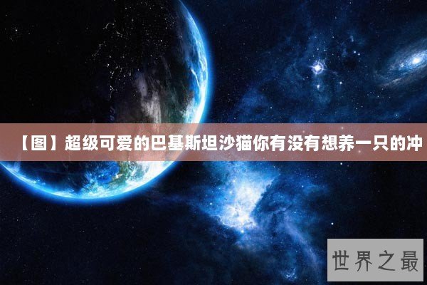 【图】超级可爱的巴基斯坦沙猫你有没有想养一只的冲