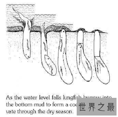 【图】肺鱼——领有最逆天装死技艺的“活化石”