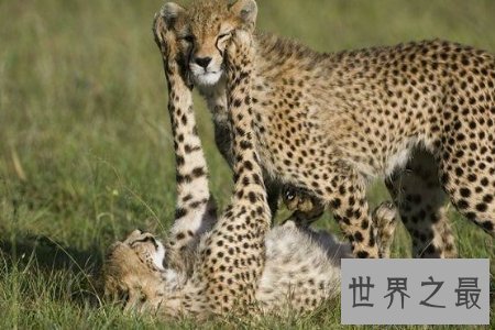 【图】猎豹是一种非常厉害的动物 你知道猎豹的速度是