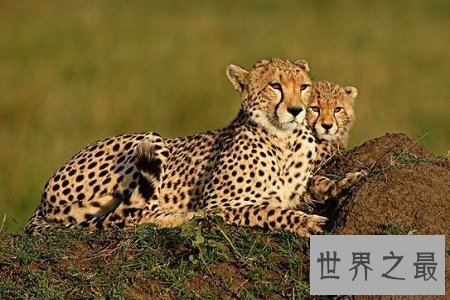 【图】猎豹是一种非常厉害的动物 你知道猎豹的速度是