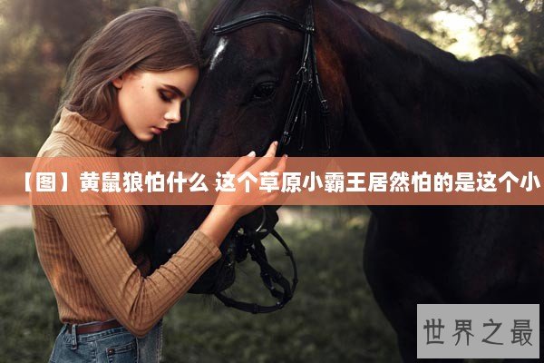 【图】黄鼠狼怕什么 这个草原小霸王居然怕的是这个小