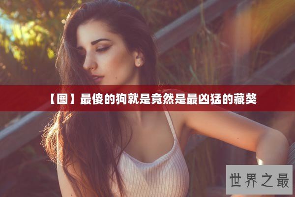 【图】最傻的狗就是竟然是最凶猛的藏獒