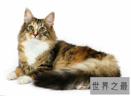 【图】像黑社会老大一样的猫缅因猫你们知道吗