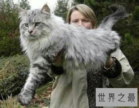 【图】像黑社会老大一样的猫缅因猫你们知道吗