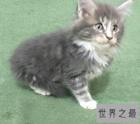 【图】像黑社会老大一样的猫缅因猫你们知道吗