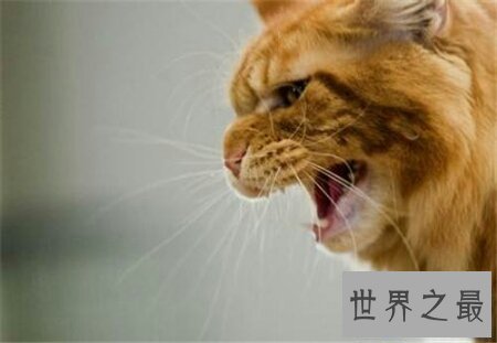 【图】像黑社会老大一样的猫缅因猫你们知道吗