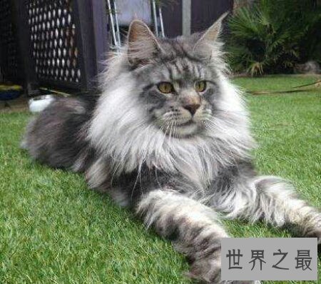 【图】像黑社会老大一样的猫缅因猫你们知道吗