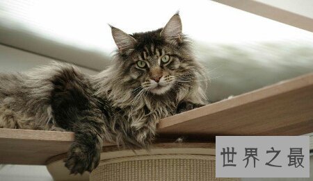 【图】像黑社会老大一样的猫缅因猫你们知道吗