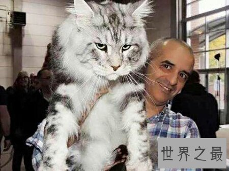 【图】像黑社会老大一样的猫缅因猫你们知道吗