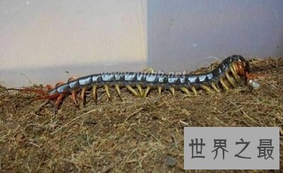 【图】世界上最大蜈蚣 最长竟可达62cm！