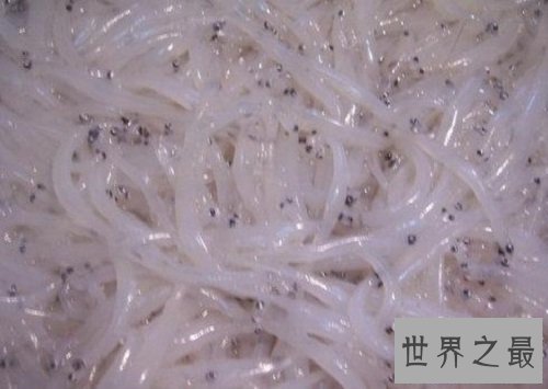 【图】白肌银鱼是以吃浮游生物为生全身透明