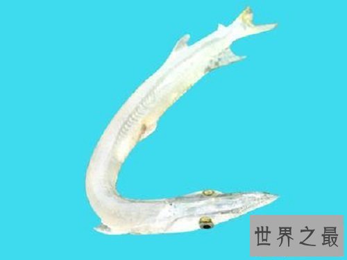 【图】白肌银鱼是以吃浮游生物为生全身透明