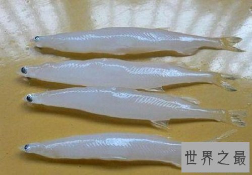 【图】白肌银鱼是以吃浮游生物为生全身透明