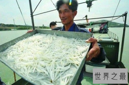 【图】白肌银鱼是以吃浮游生物为生全身透明