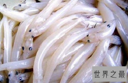 【图】白肌银鱼是以吃浮游生物为生全身透明