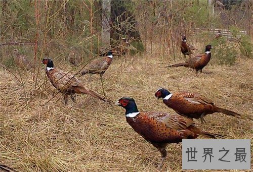 【图】野山鸡养殖应该怎么做 野山鸡的营养价值引见