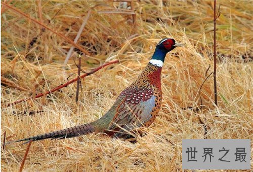 【图】野山鸡养殖应该怎么做 野山鸡的营养价值引见