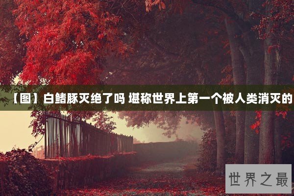 【图】白鳍豚灭绝了吗 堪称世界上第一个被人类消灭的