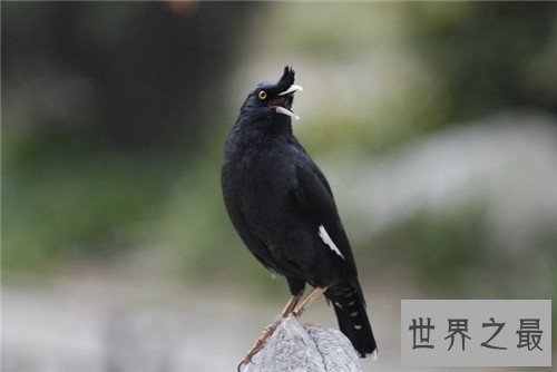 【图】八哥吃什么 不同年龄段的八哥要怎样饲养