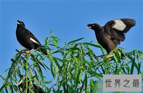 【图】八哥吃什么 不同年龄段的八哥要怎样饲养