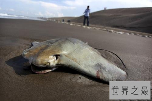 【图】别看黄貂鱼长的无害，巨型黄貂鱼带有剧毒