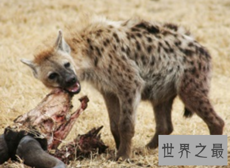 【图】十大恐惧动物无奈被征服的野兽排行榜揭秘