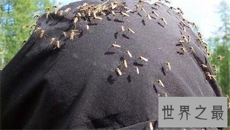 【图】蚊子的寿命是多久 为什么总在夏天出现