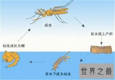 【图】蚊子的寿命是多久 为什么总在夏天出现