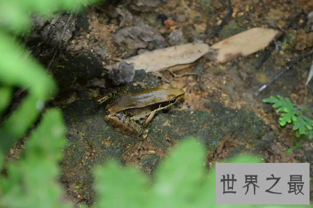 【图】沼水蛙是一种十分可恶而又风趣的国家保护动物