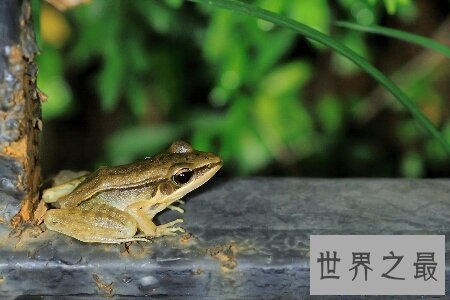 【图】沼水蛙是一种十分可恶而又风趣的国家保护动物