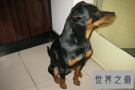 【图】小型犬是人们十分青睐的狗的类型 那么小型犬品