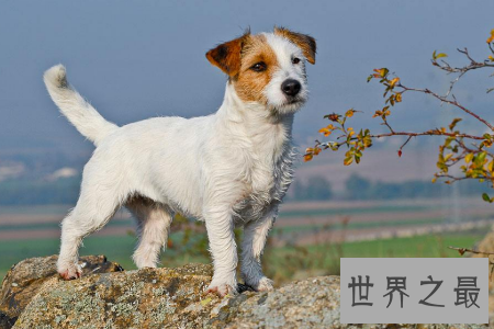 【图】小型犬是人们十分青睐的狗的类型 那么小型犬品