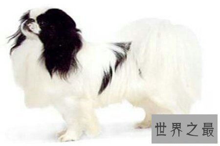 【图】小型犬是人们十分青睐的狗的类型 那么小型犬品