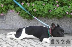 【图】小型犬是人们非常喜欢的狗的类型 那么小型犬品